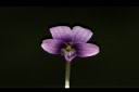 短毛菫菜-花09.JPG