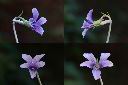短毛菫菜-花1.jpg
