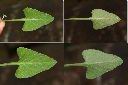 短毛菫菜-葉1.jpg