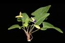 短毛菫菜11.JPG