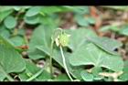 短毛菫菜-實01.JPG