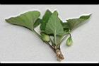 短毛菫菜-實02.JPG