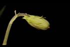 短毛菫菜-實03.JPG