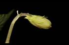 短毛菫菜-實04.JPG