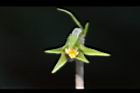 短毛菫菜-柱頭01.JPG