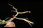 短毛菫菜-根00.JPG