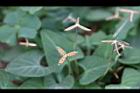 短毛菫菜-種子02.JPG