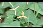 短毛菫菜-種子03.JPG