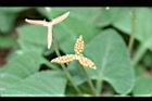 短毛菫菜-種子04.JPG