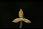 短毛菫菜-種子06.JPG