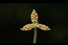 短毛菫菜-種子09.JPG