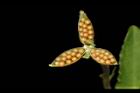 短毛菫菜-種子11.JPG