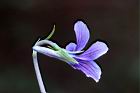 短毛菫菜-花04.JPG