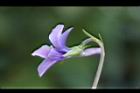 短毛菫菜-花06.JPG