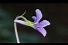 短毛菫菜-花07.JPG