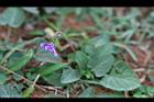 短毛菫菜-花10.JPG