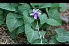 短毛菫菜-花11.JPG