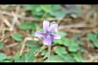 短毛菫菜-花12.JPG