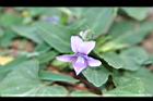 短毛菫菜-花13.JPG