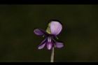 短毛菫菜-花14.JPG