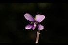 短毛菫菜-花16.JPG