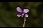 短毛菫菜-花17.JPG