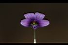 短毛菫菜-花21.JPG