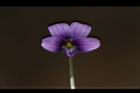 短毛菫菜-花22.JPG