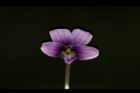 短毛菫菜-花23.JPG