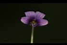 短毛菫菜-花24.JPG