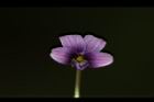 短毛菫菜-花25.JPG