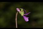 短毛菫菜-花26.JPG