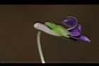 短毛菫菜-花29.JPG
