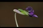 短毛菫菜-花30.JPG