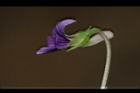 短毛菫菜-花31.JPG