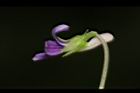 短毛菫菜-花32.JPG