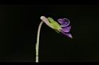 短毛菫菜-花33.JPG