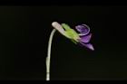 短毛菫菜-花34.JPG