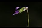 短毛菫菜-花35.JPG
