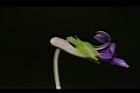 短毛菫菜-花36.JPG