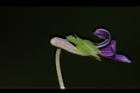 短毛菫菜-花37.JPG