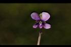 短毛菫菜-花39.JPG