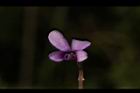 短毛菫菜-花40.JPG