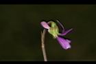 短毛菫菜-花41.JPG