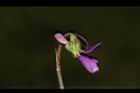 短毛菫菜-花42.JPG