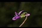 短毛菫菜-花44.JPG