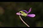短毛菫菜-花45.JPG