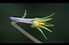短毛菫菜-花距01.JPG