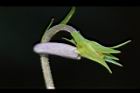 短毛菫菜-花距02.JPG