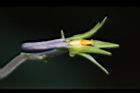 短毛菫菜-花距03.JPG